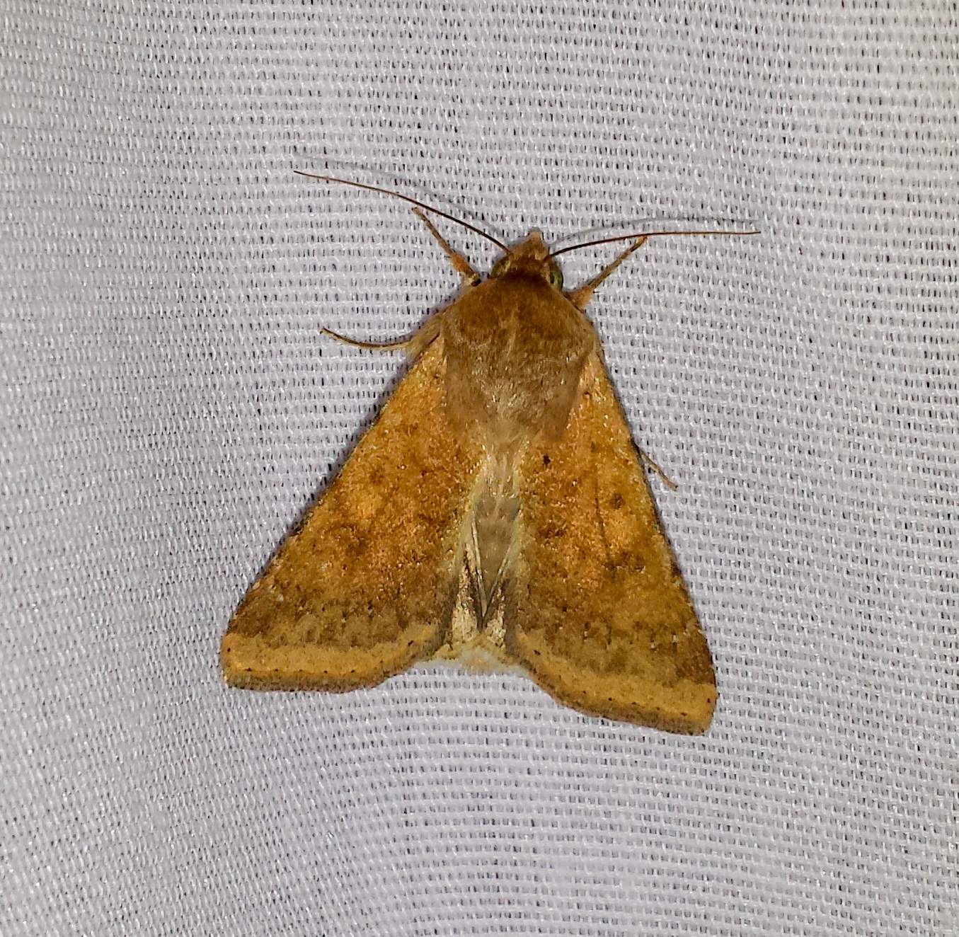 Helicoverpa zea