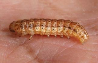 Helicoverpa zea