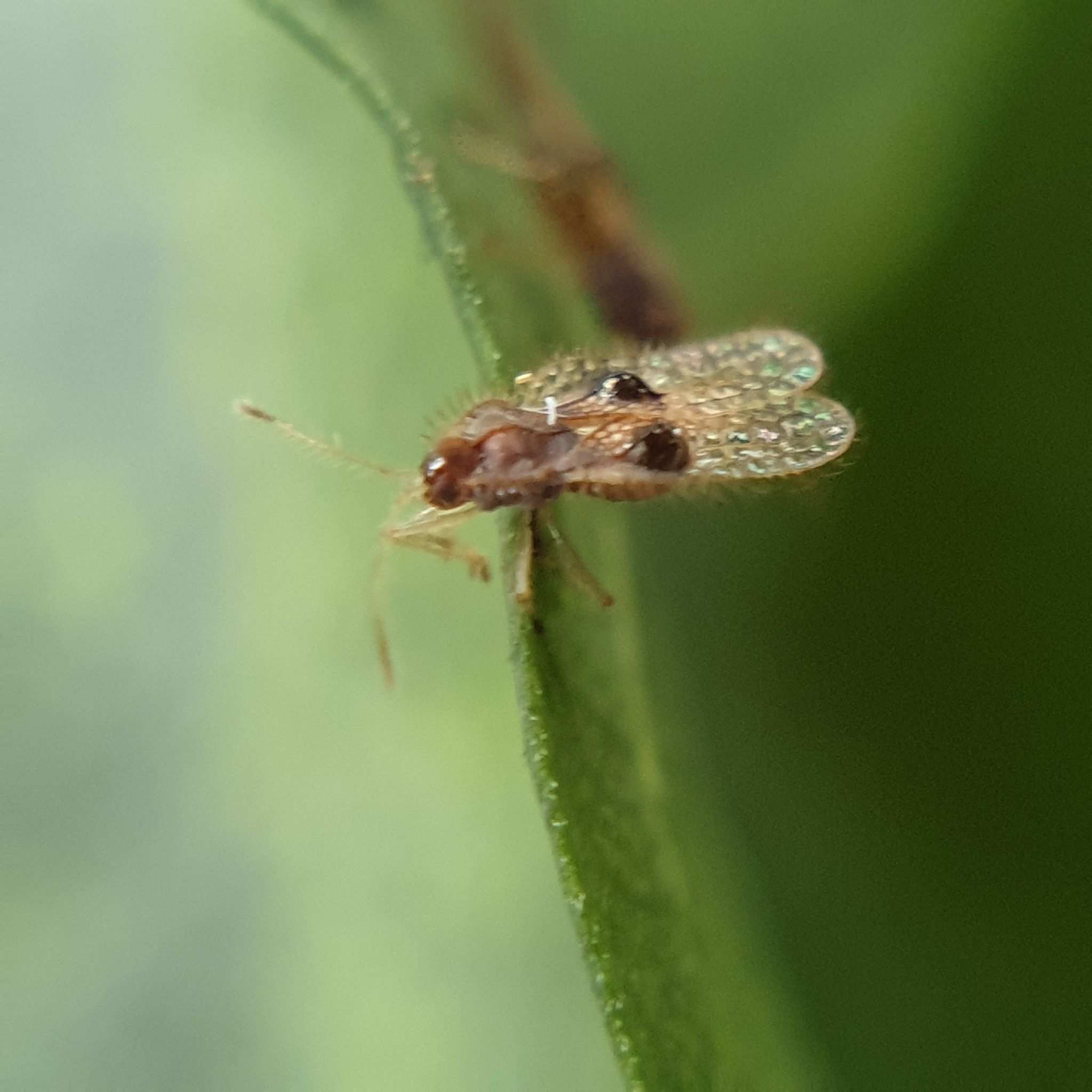 Acanthocheila