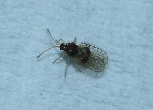 Acanthocheila
