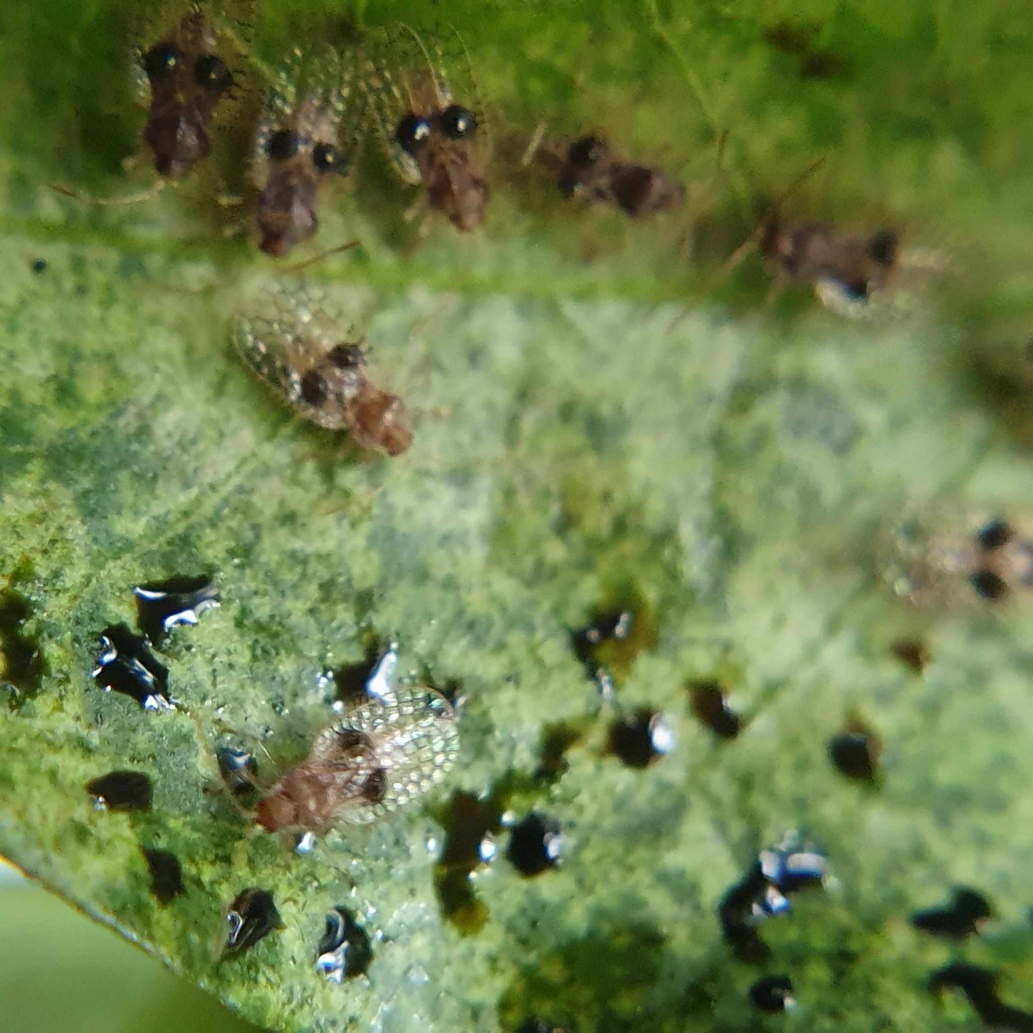Acanthocheila