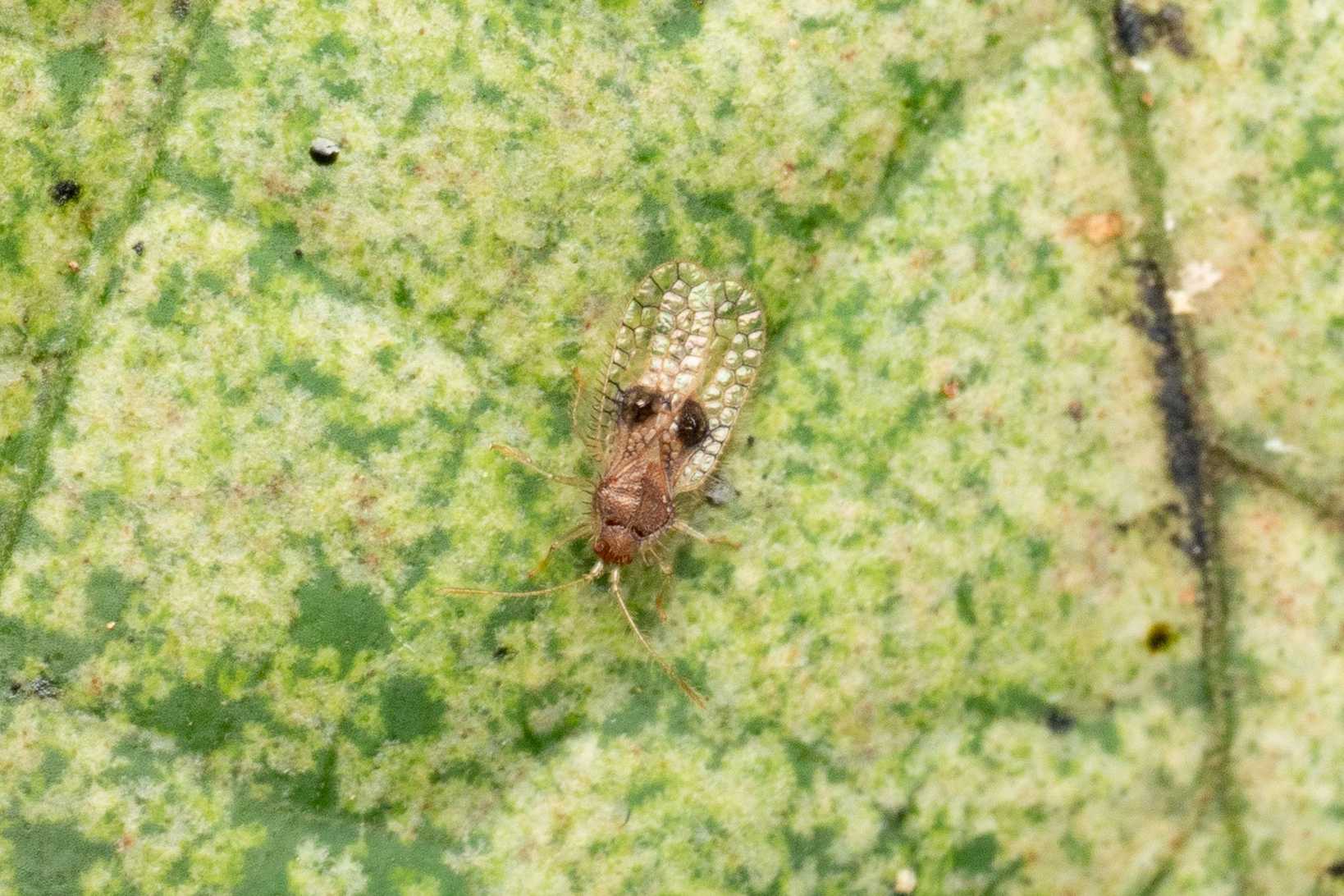 Acanthocheila