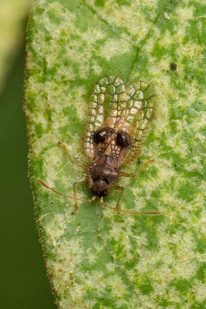 Acanthocheila