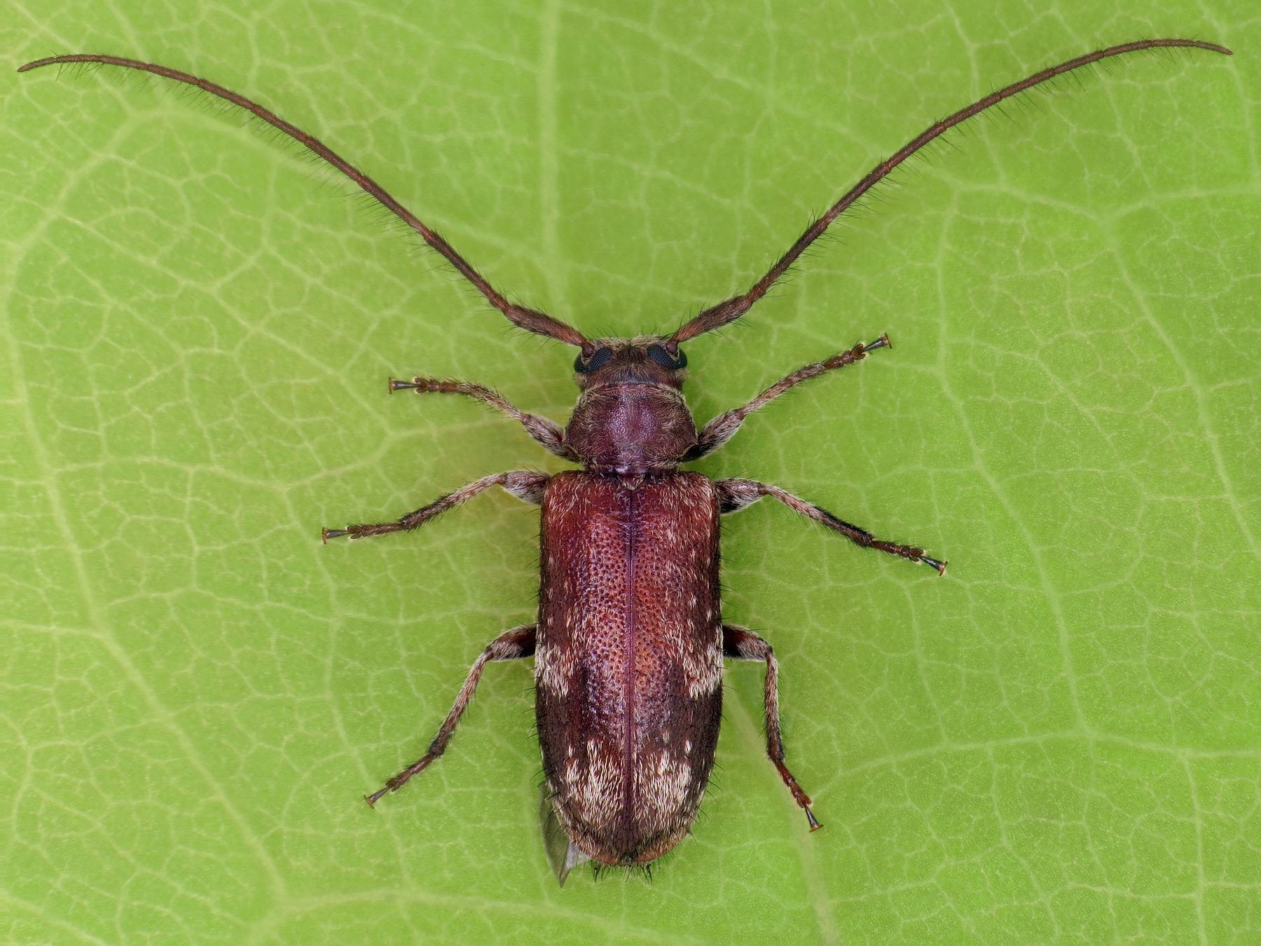 Exocentrus