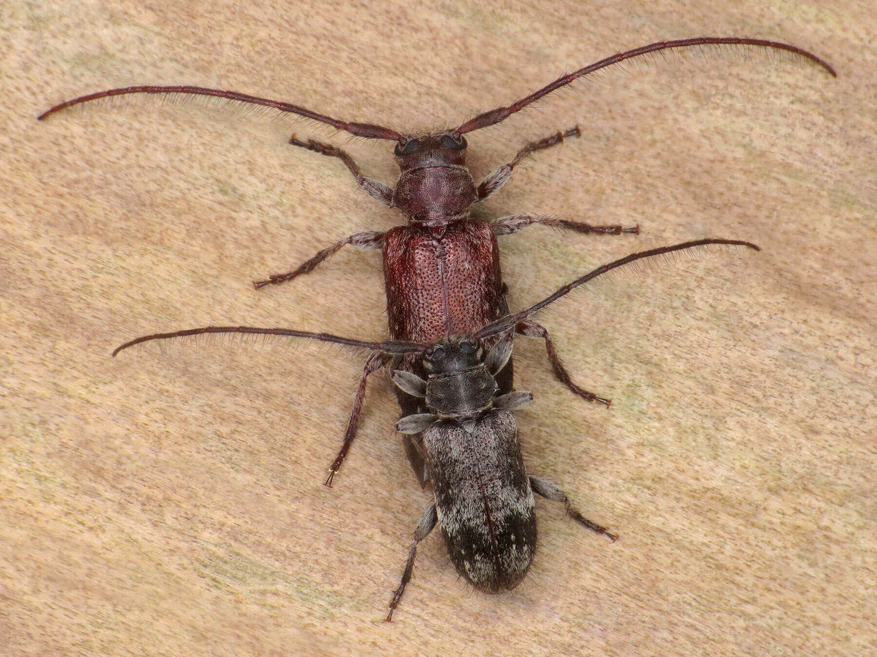 Exocentrus