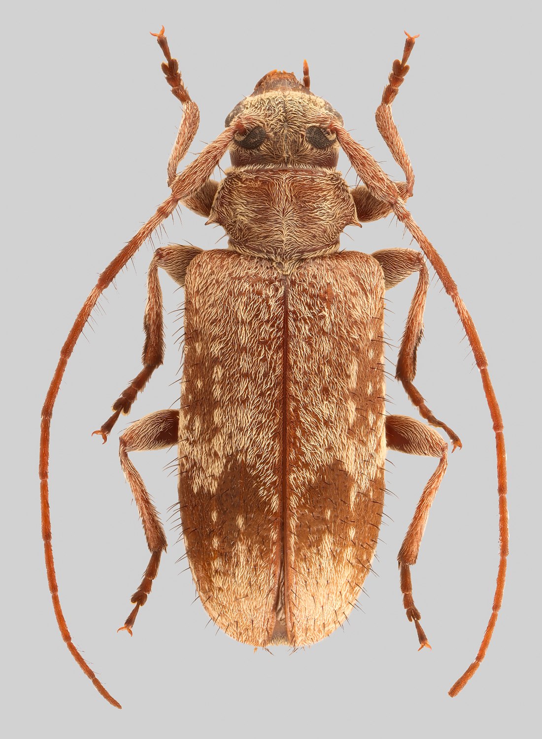 Exocentrus