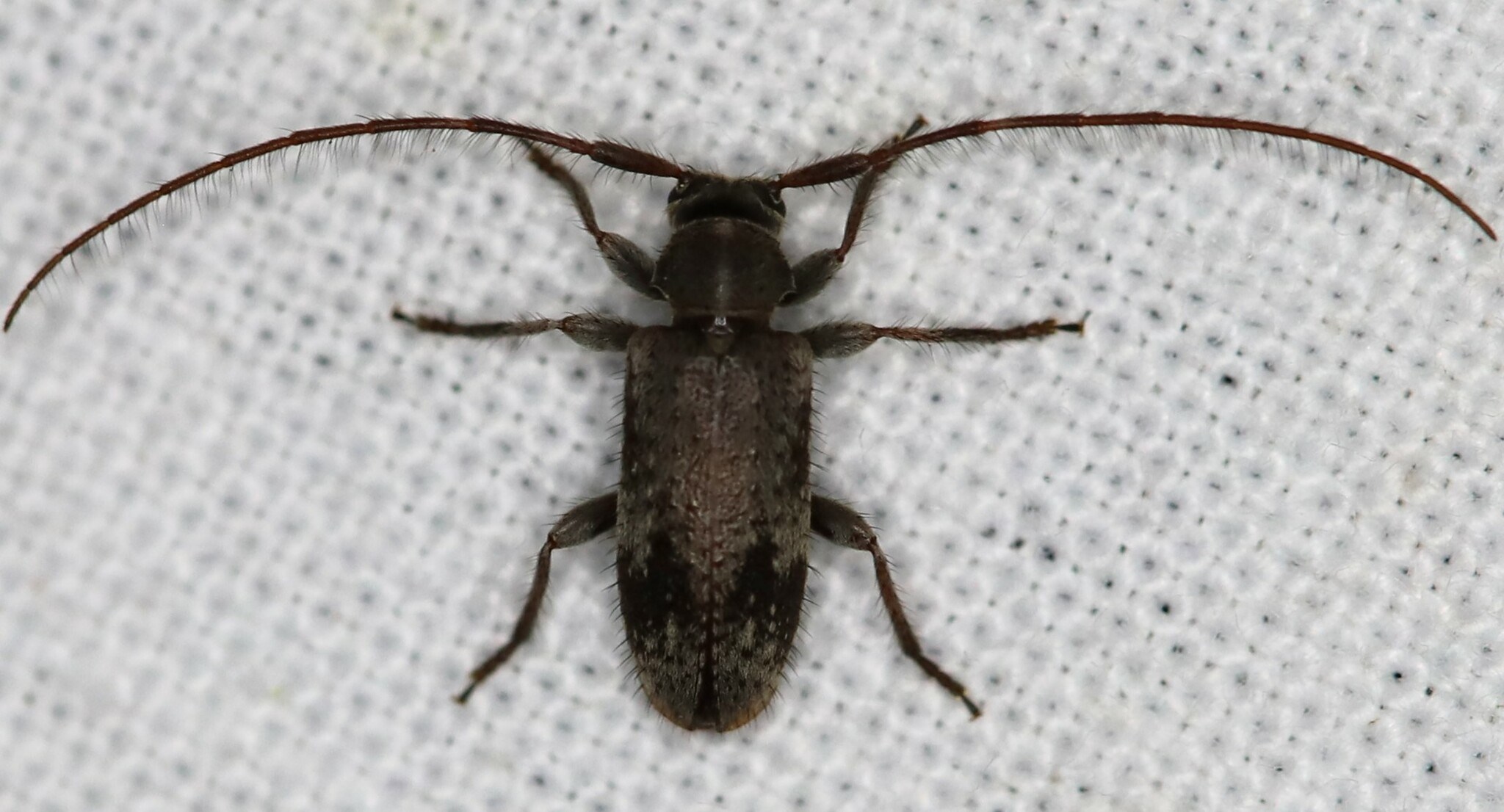 Exocentrus