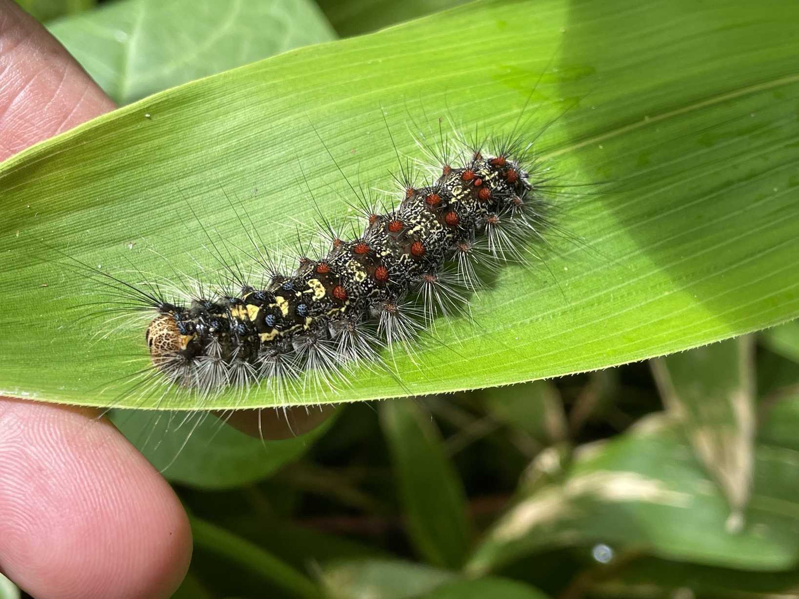 Lymantria umbrosa