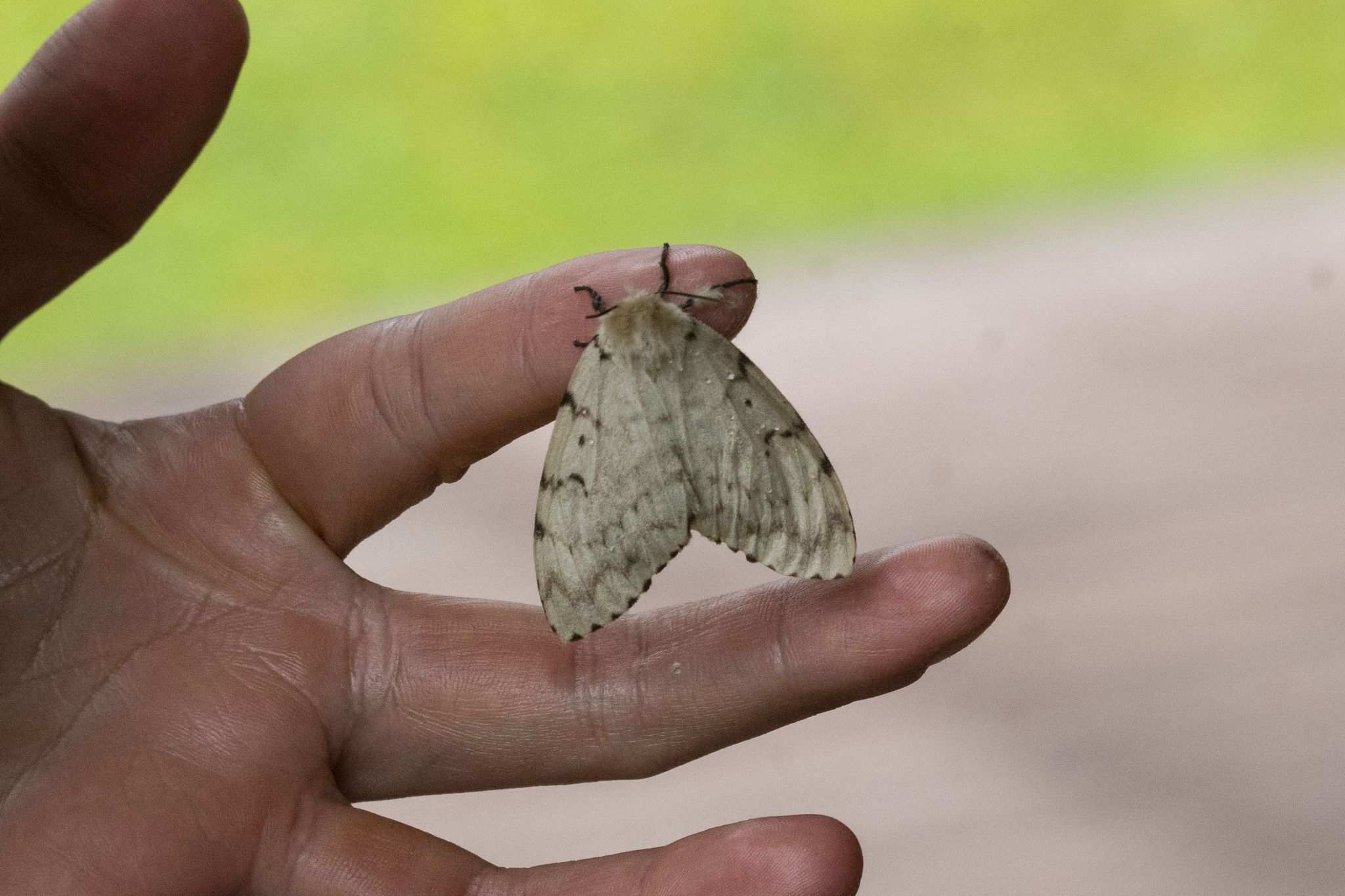 Lymantria umbrosa