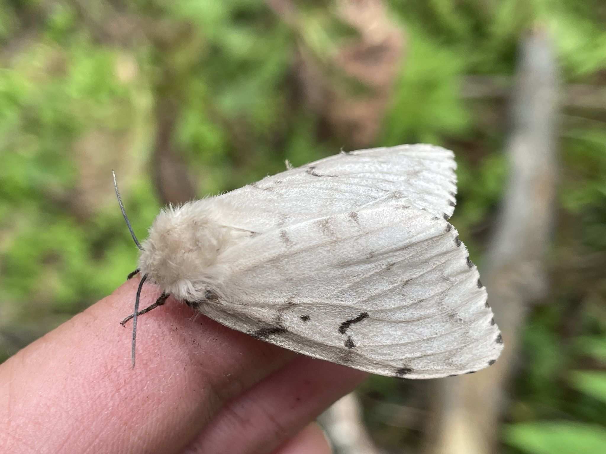 Lymantria umbrosa