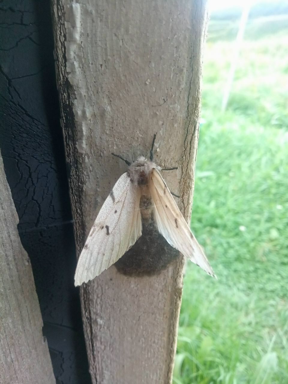 Lymantria umbrosa