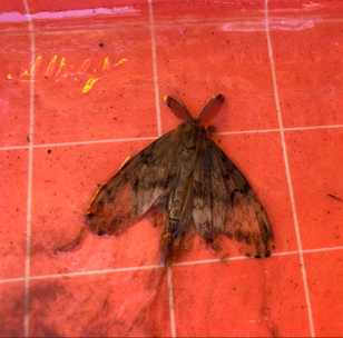 Lymantria umbrosa