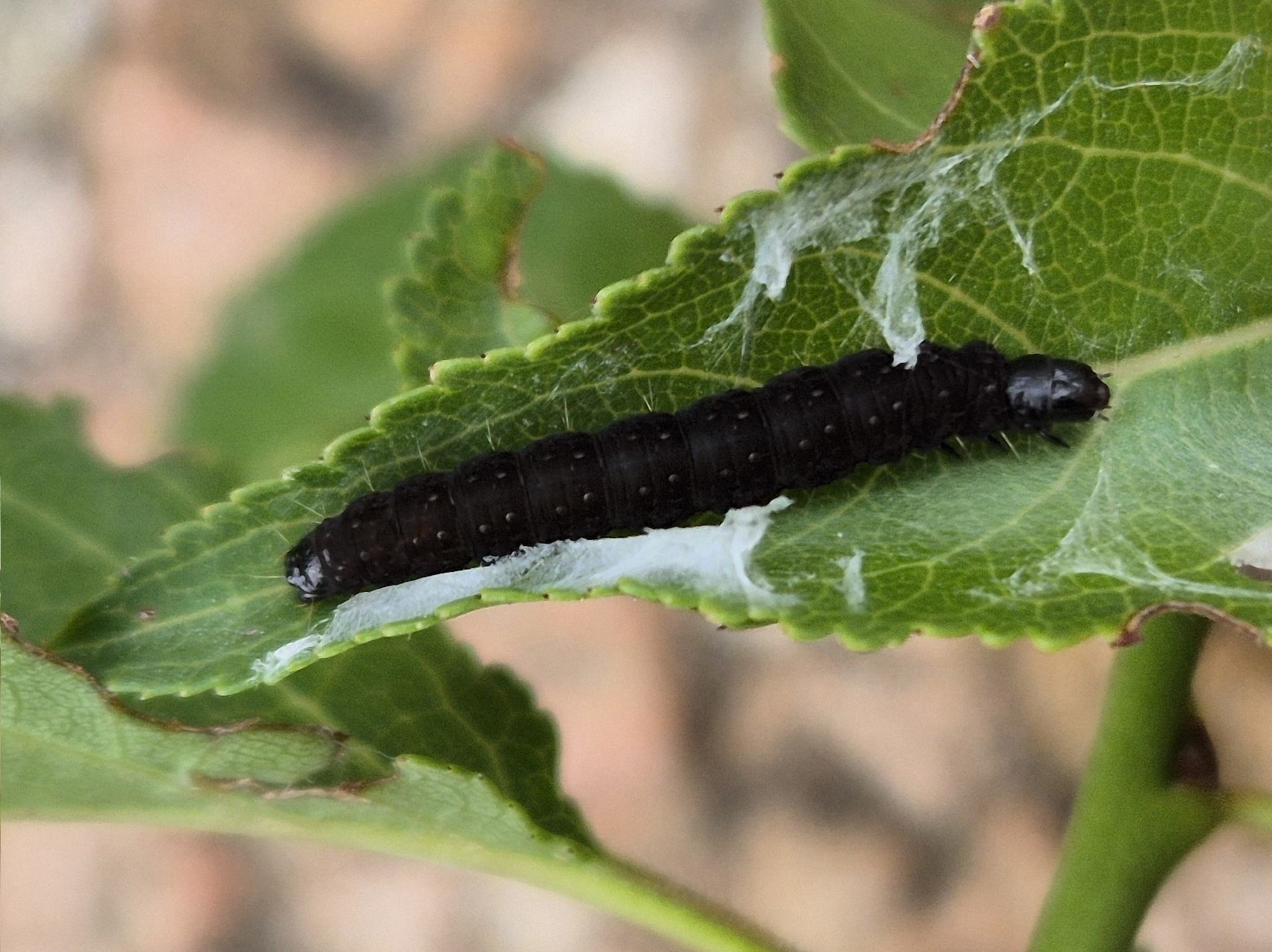 Syricoris lacunana
