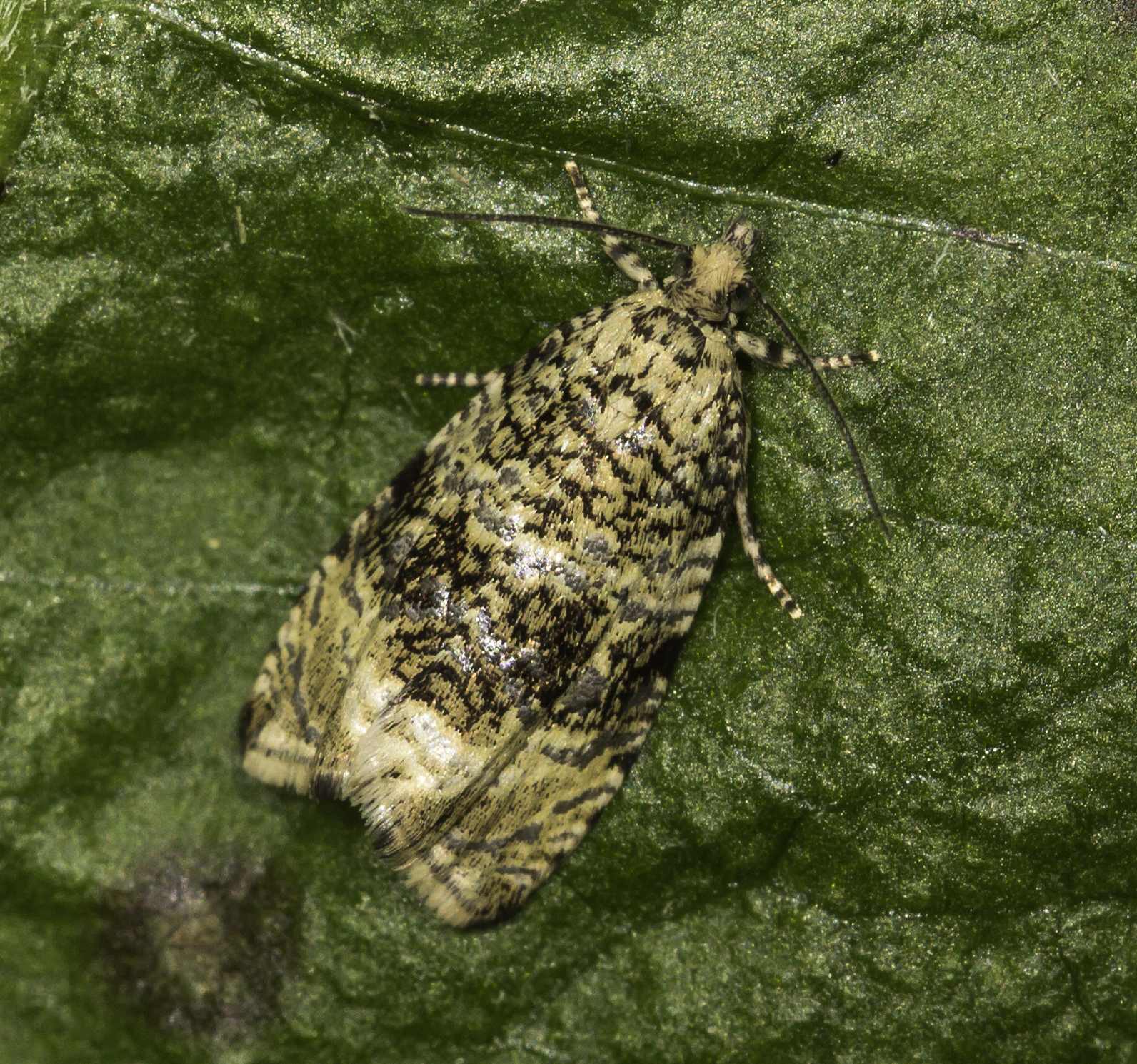 Syricoris lacunana
