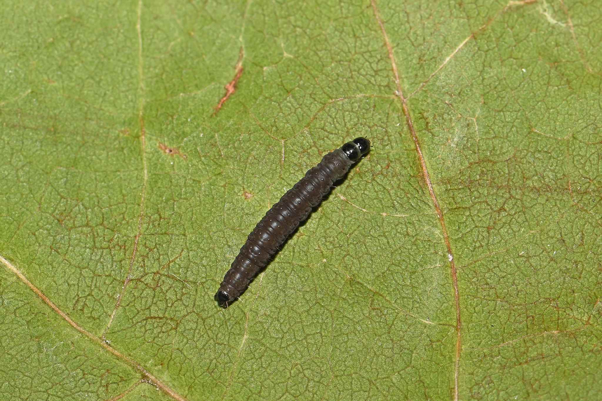 Syricoris lacunana
