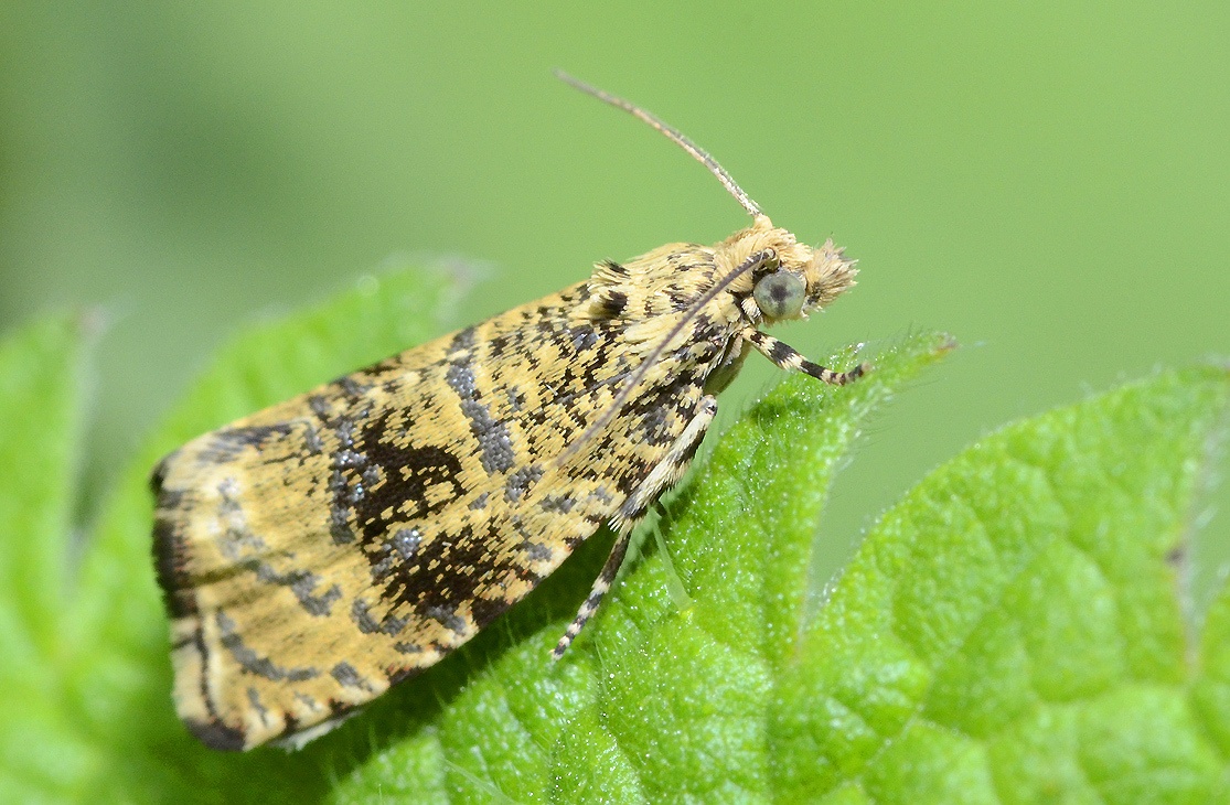 Syricoris lacunana