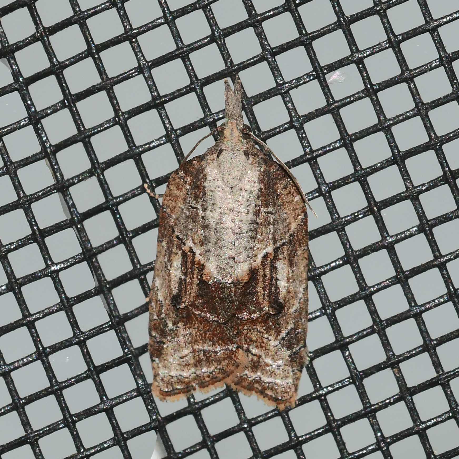Platynota idaeusalis