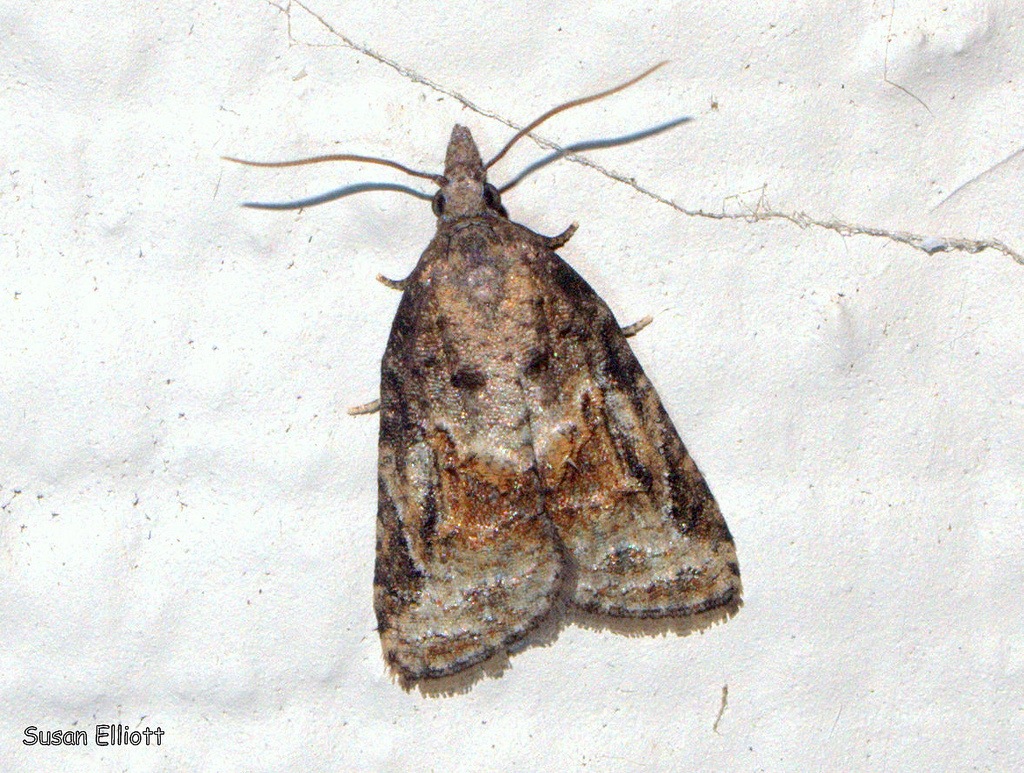 Platynota idaeusalis