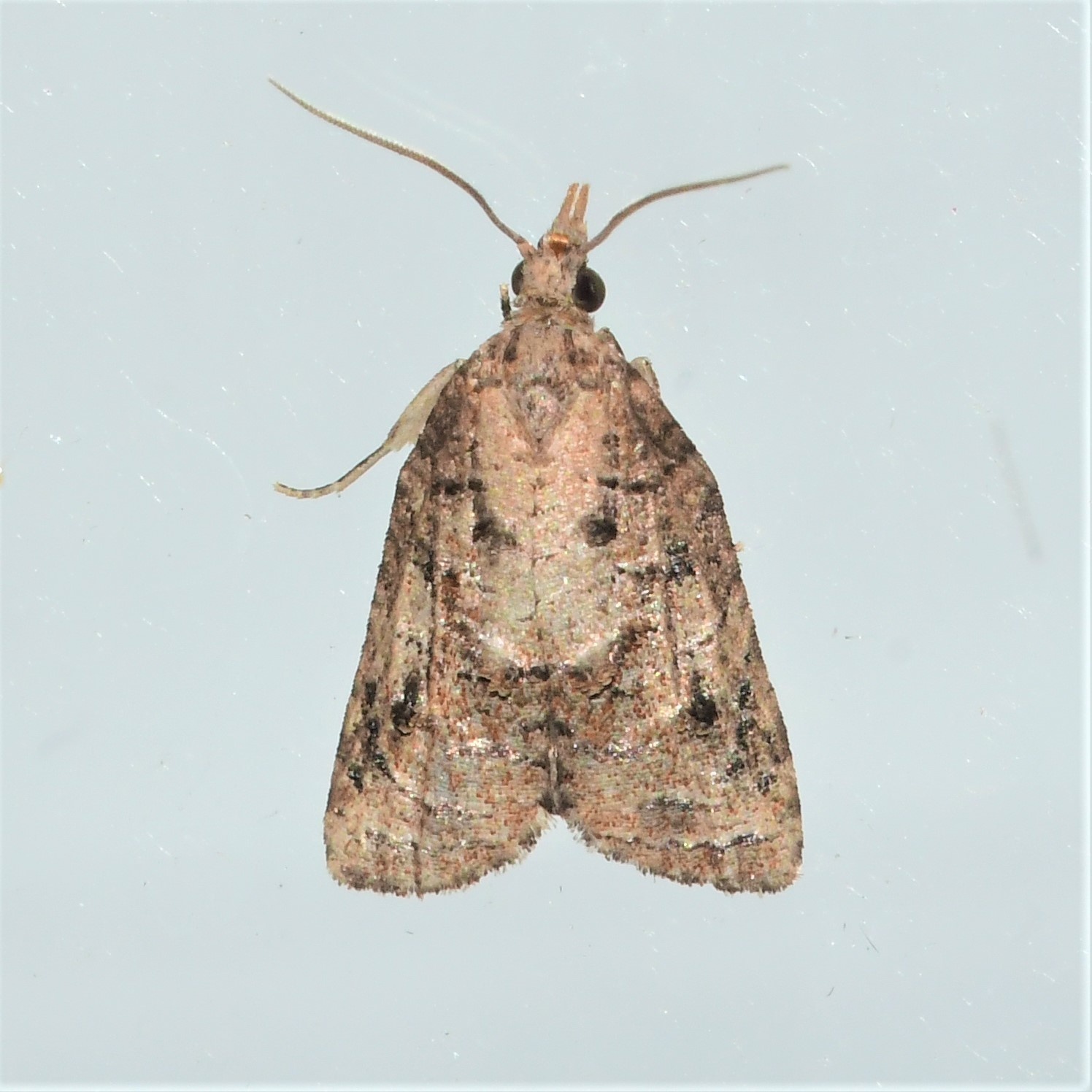 Platynota idaeusalis