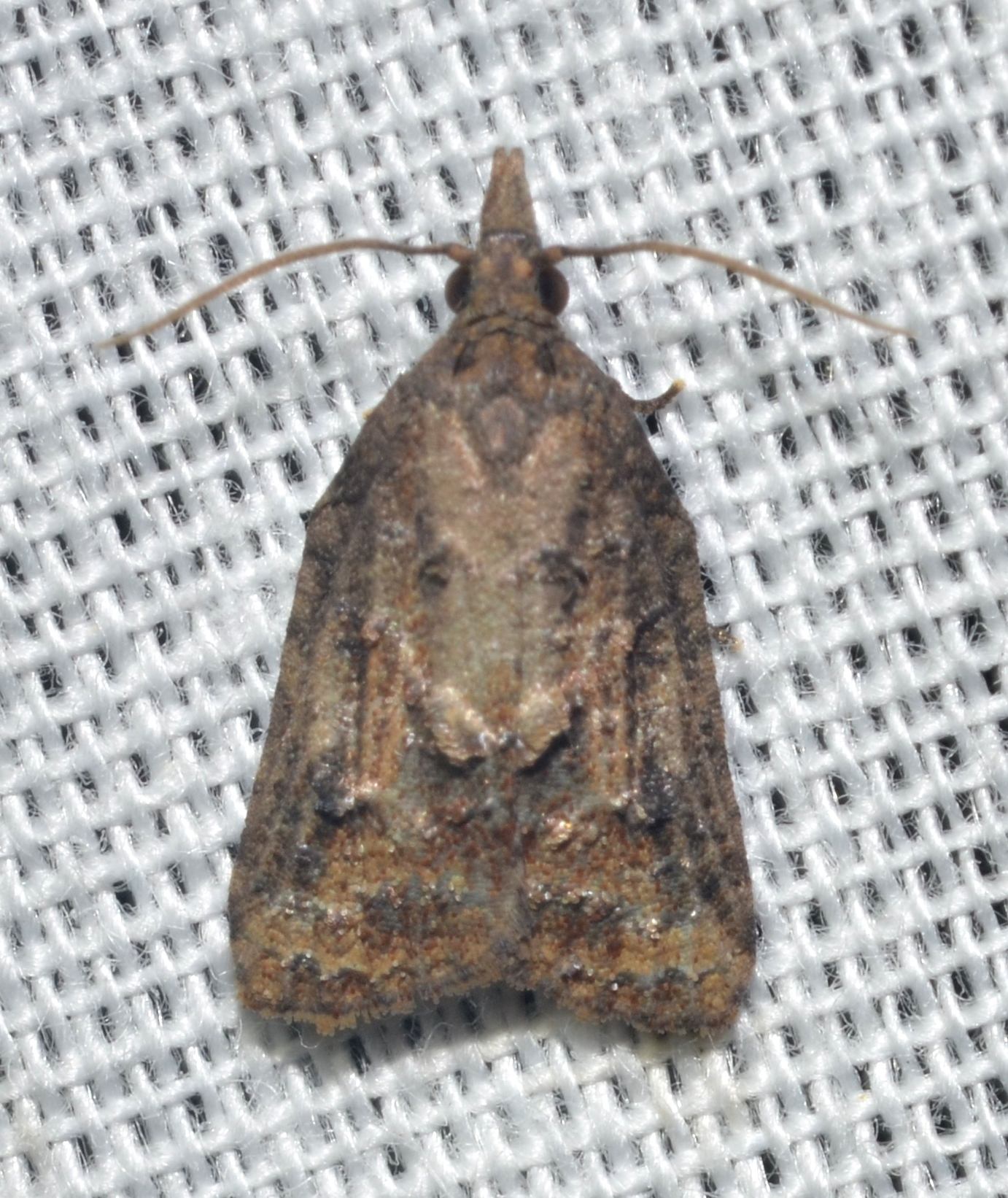 Platynota idaeusalis