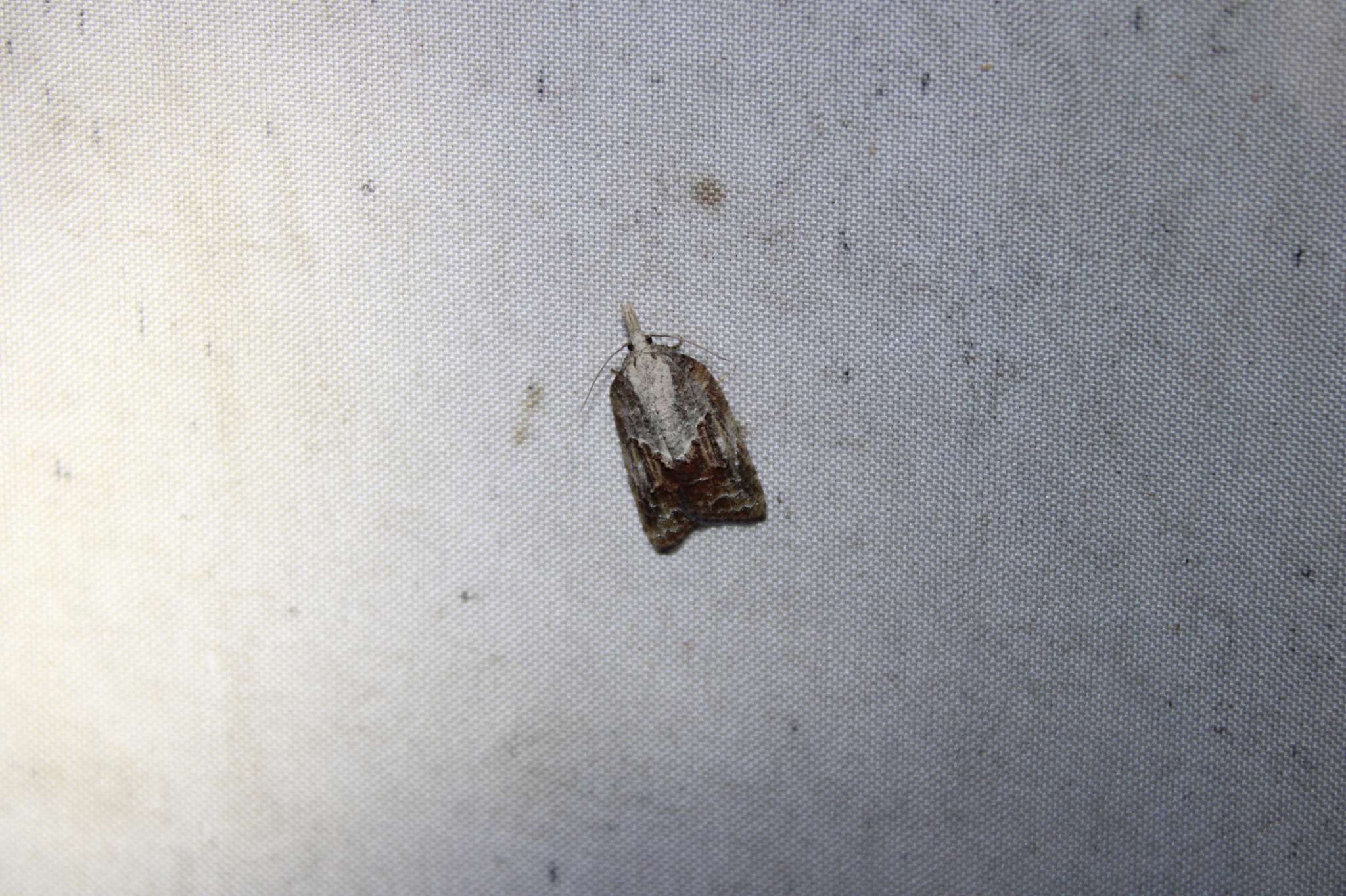 Platynota idaeusalis