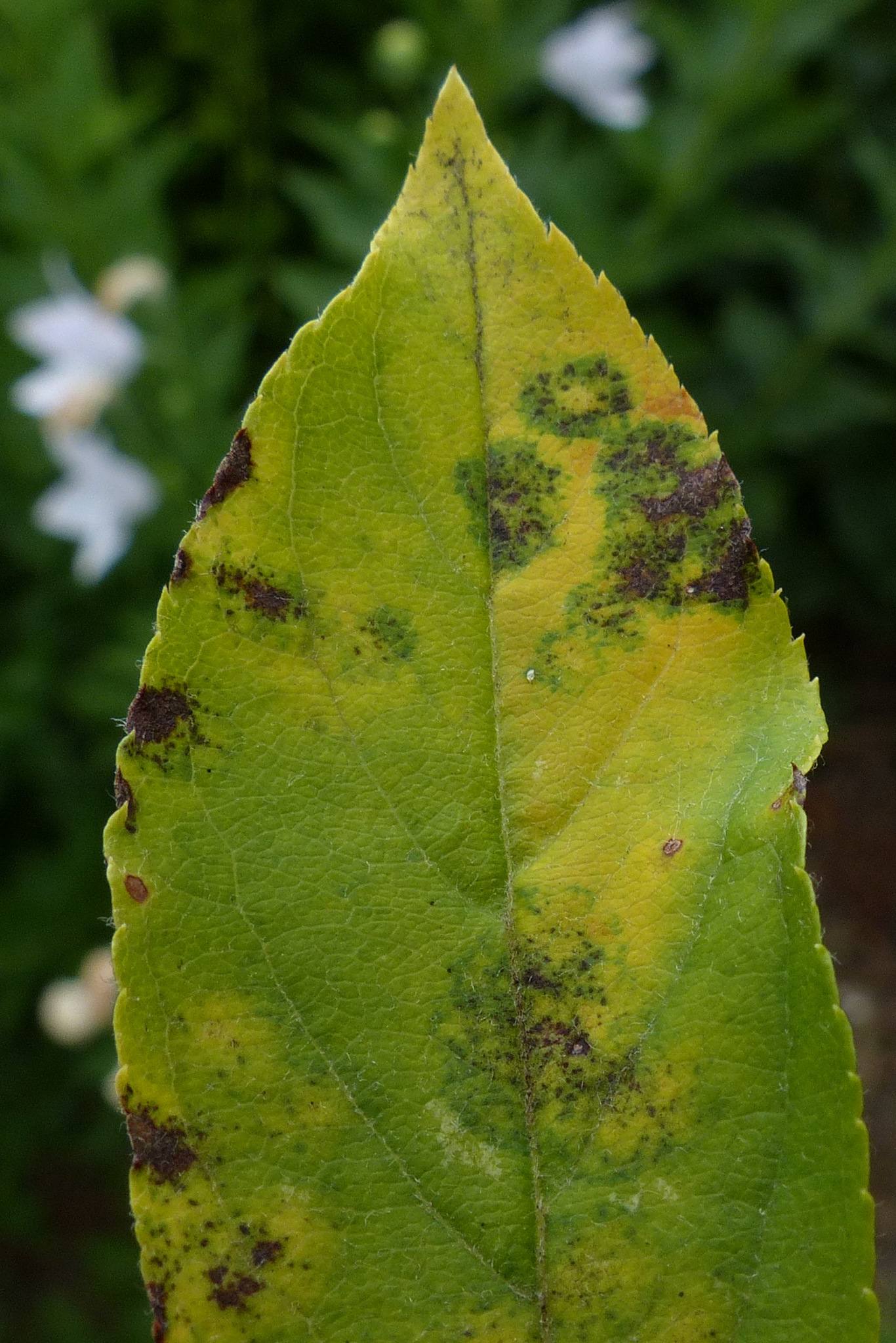 Venturia inaequalis