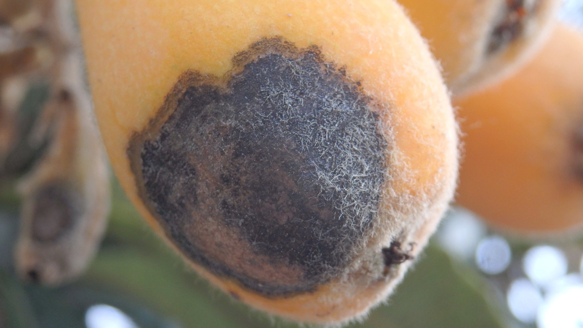 Venturia inaequalis