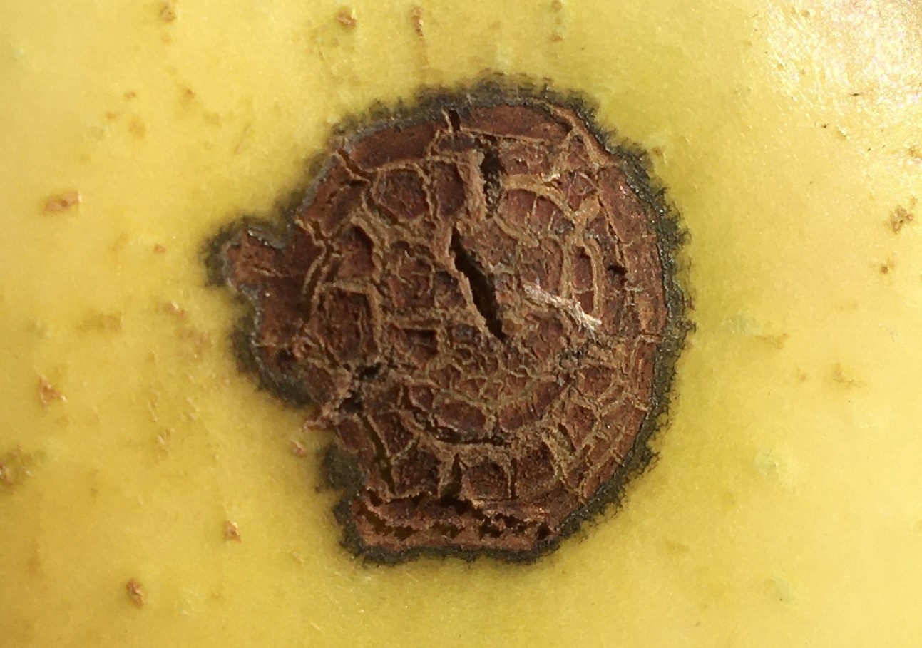 Venturia inaequalis