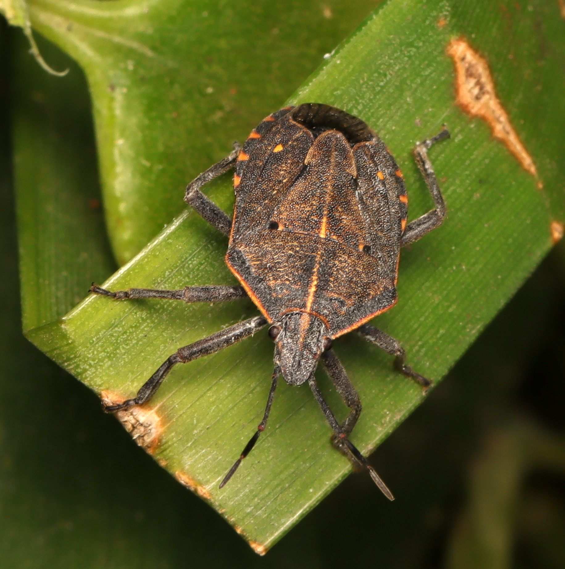 Atelocera