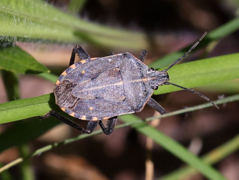 Atelocera