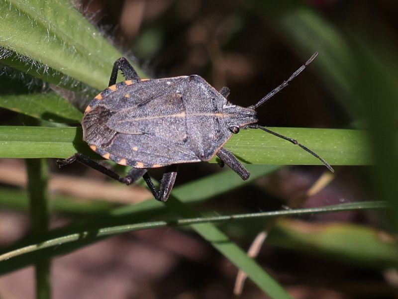 Atelocera