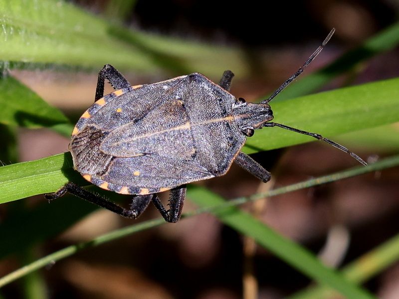 Atelocera