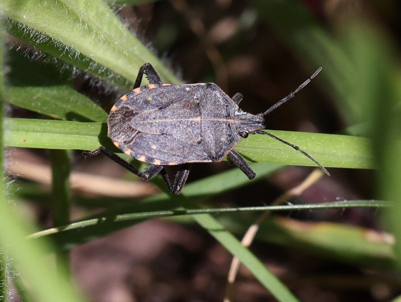 Atelocera