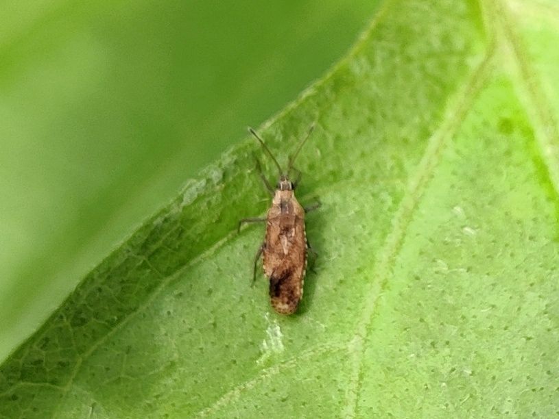 Cysteochila