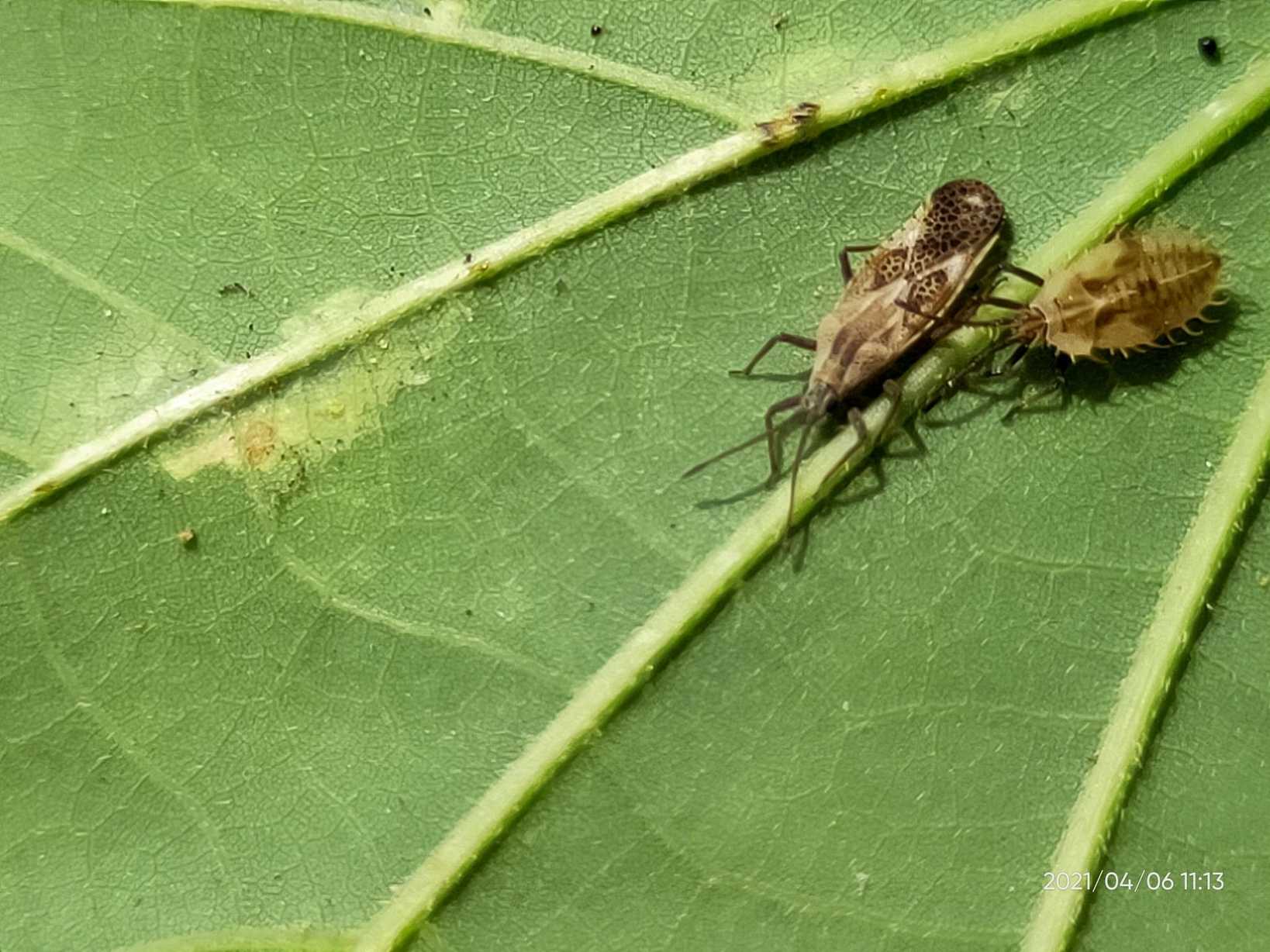 Cysteochila