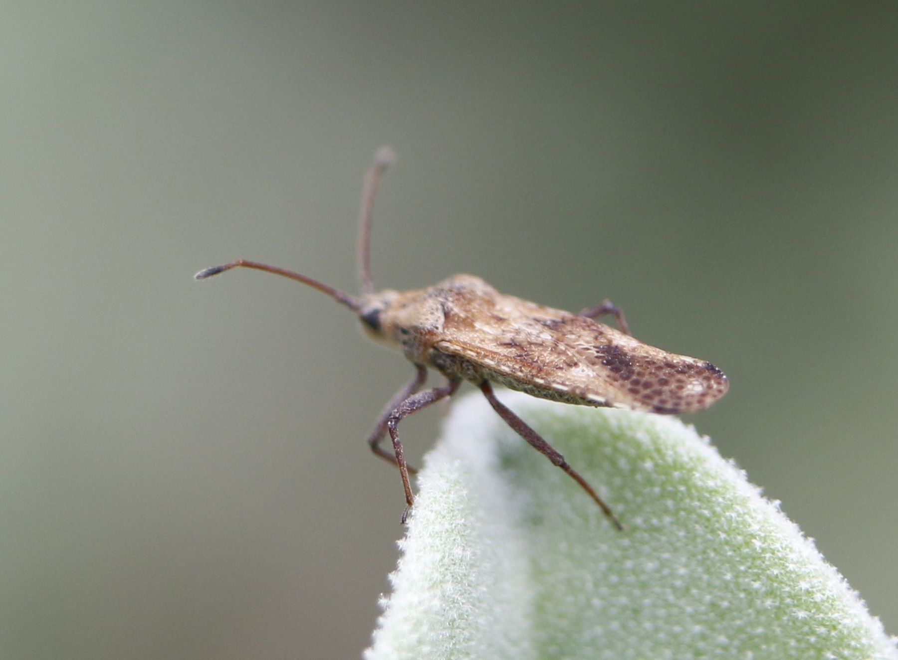 Cysteochila