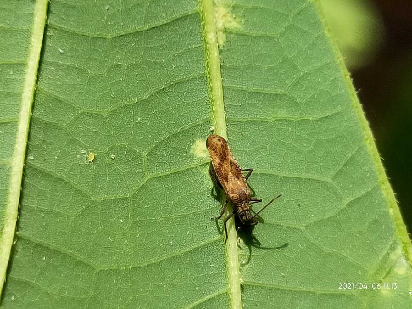 Cysteochila
