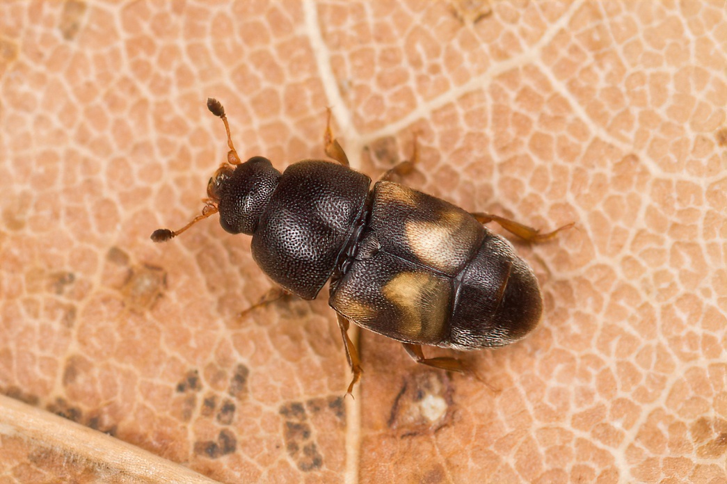 Carpophilus hemipterus