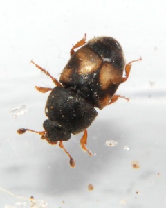 Carpophilus hemipterus