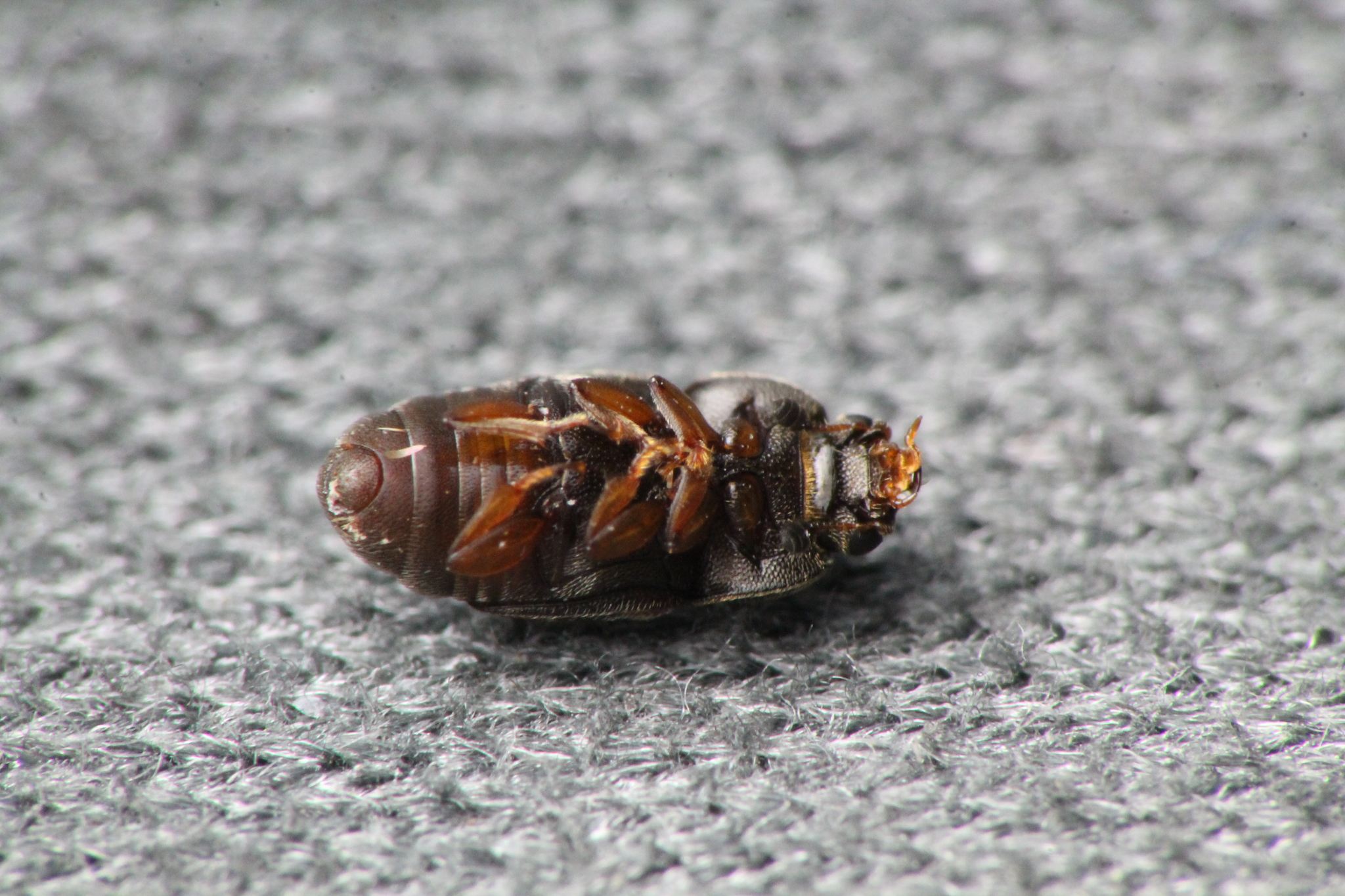 Carpophilus hemipterus