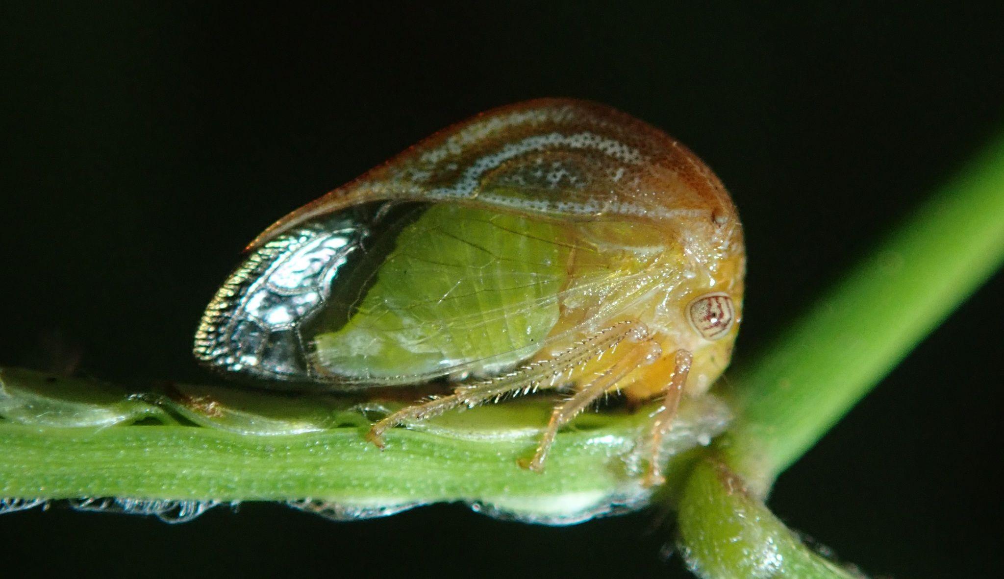 Trichaetipyga infantilis