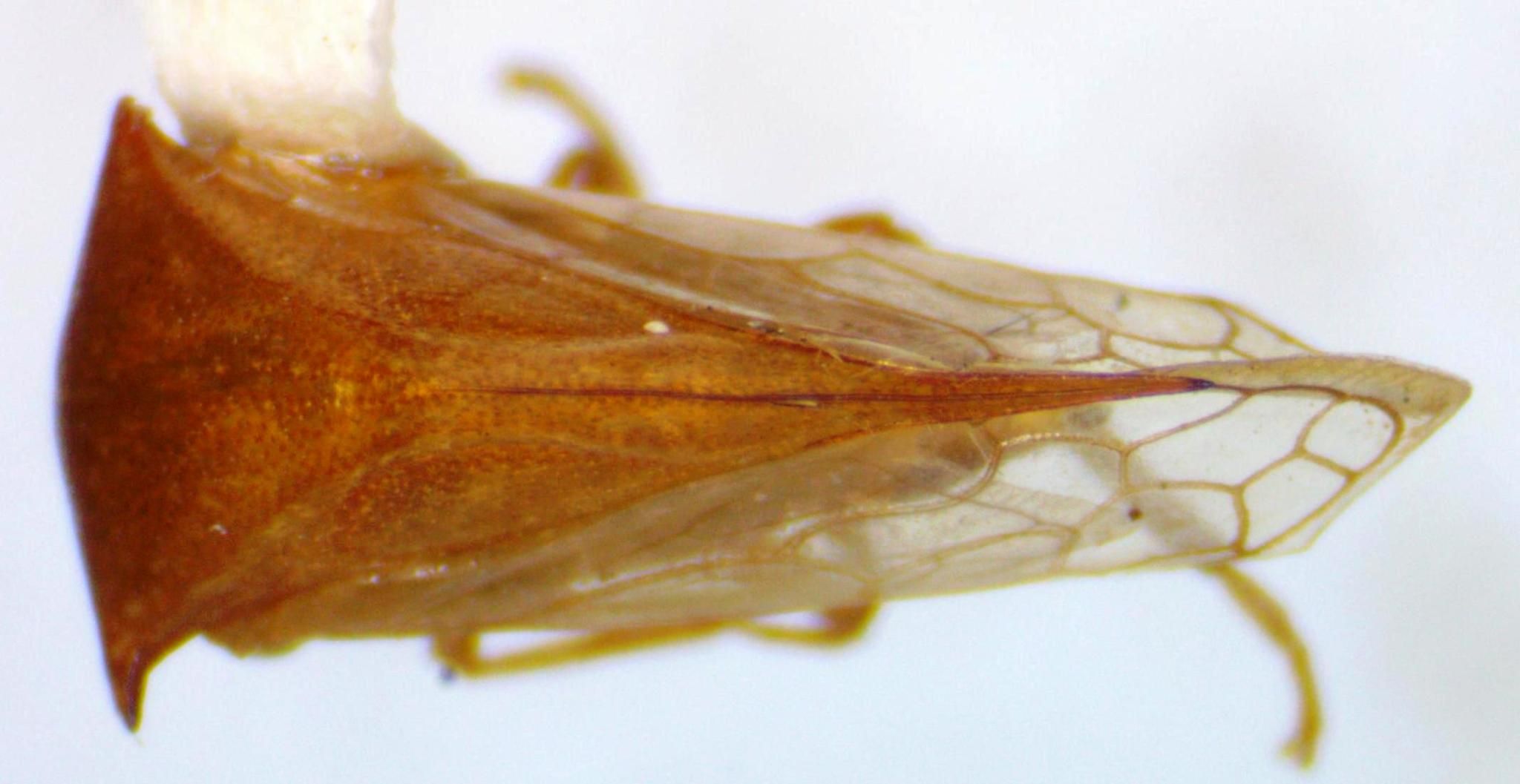 Trichaetipyga infantilis