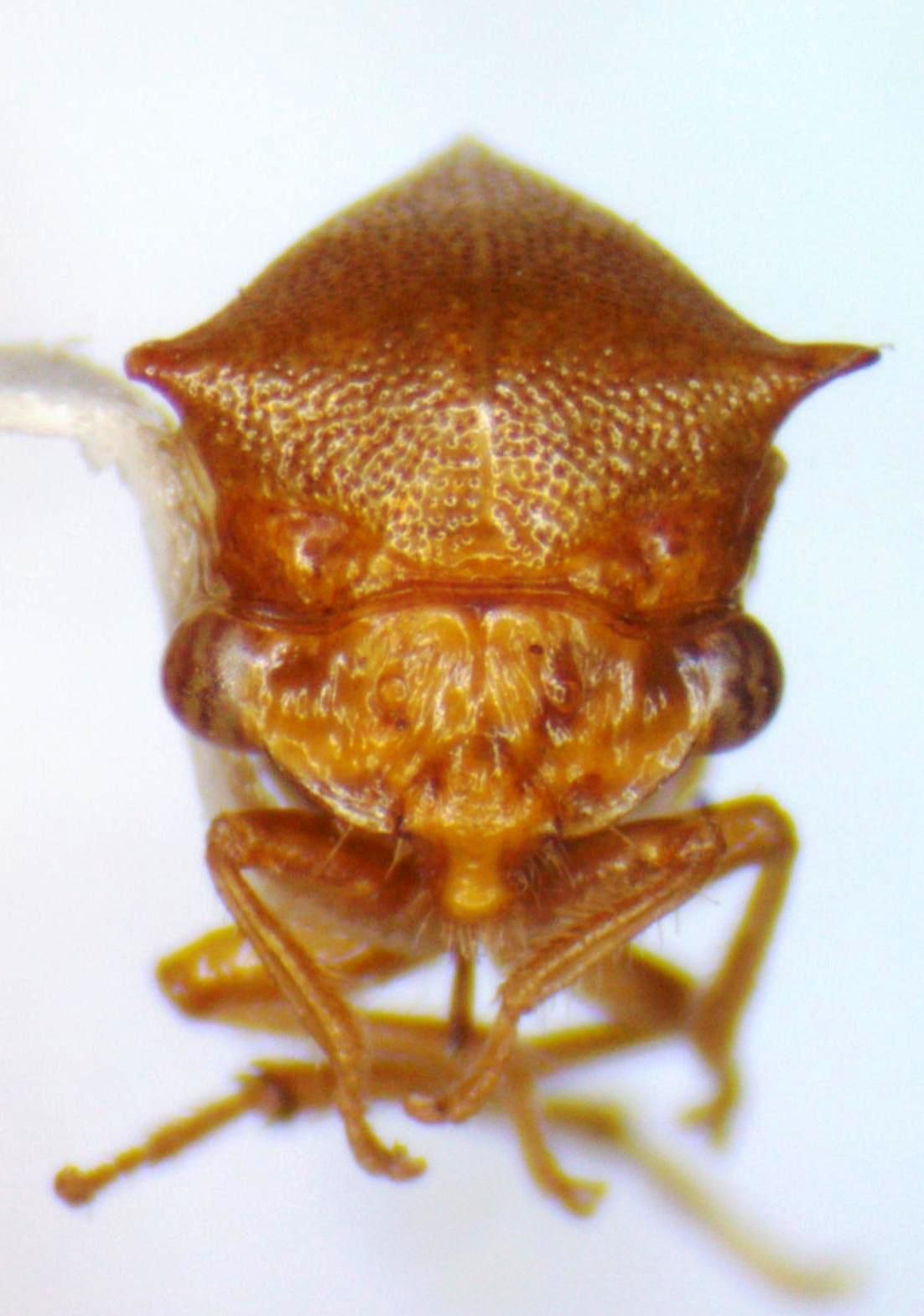 Trichaetipyga infantilis