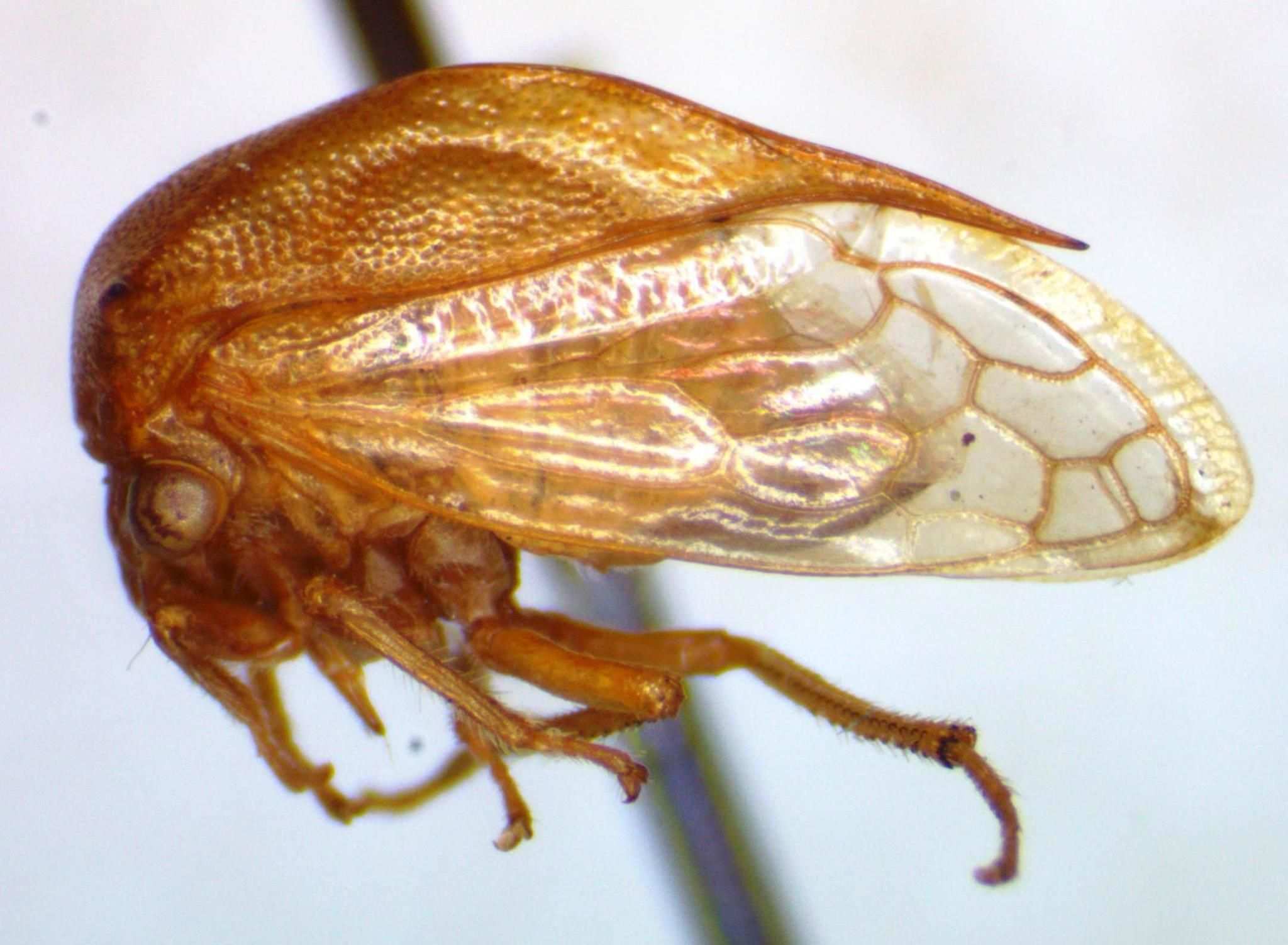 Trichaetipyga infantilis