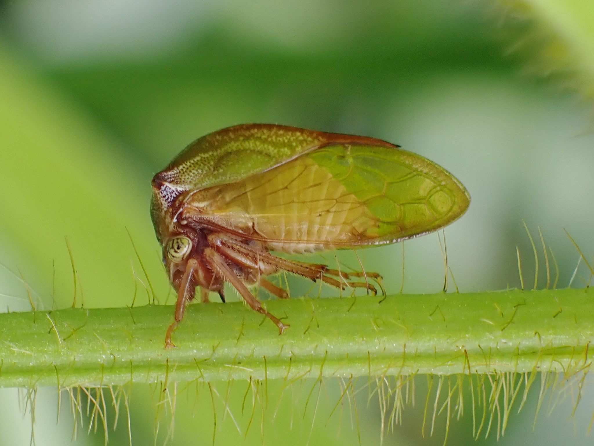 Trichaetipyga infantilis