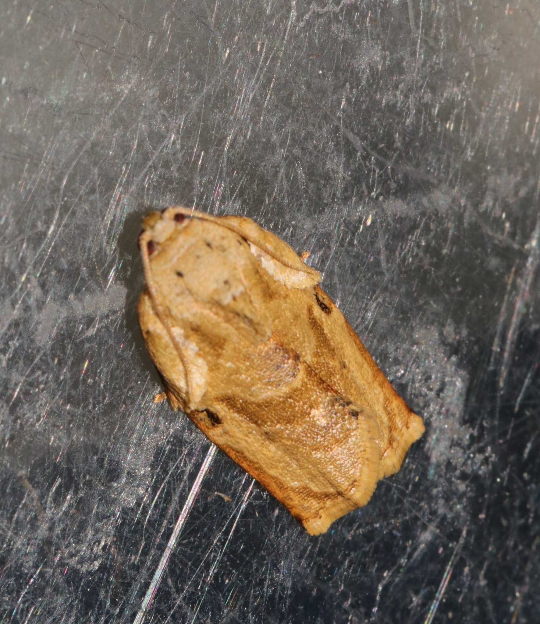 Homona coffearia