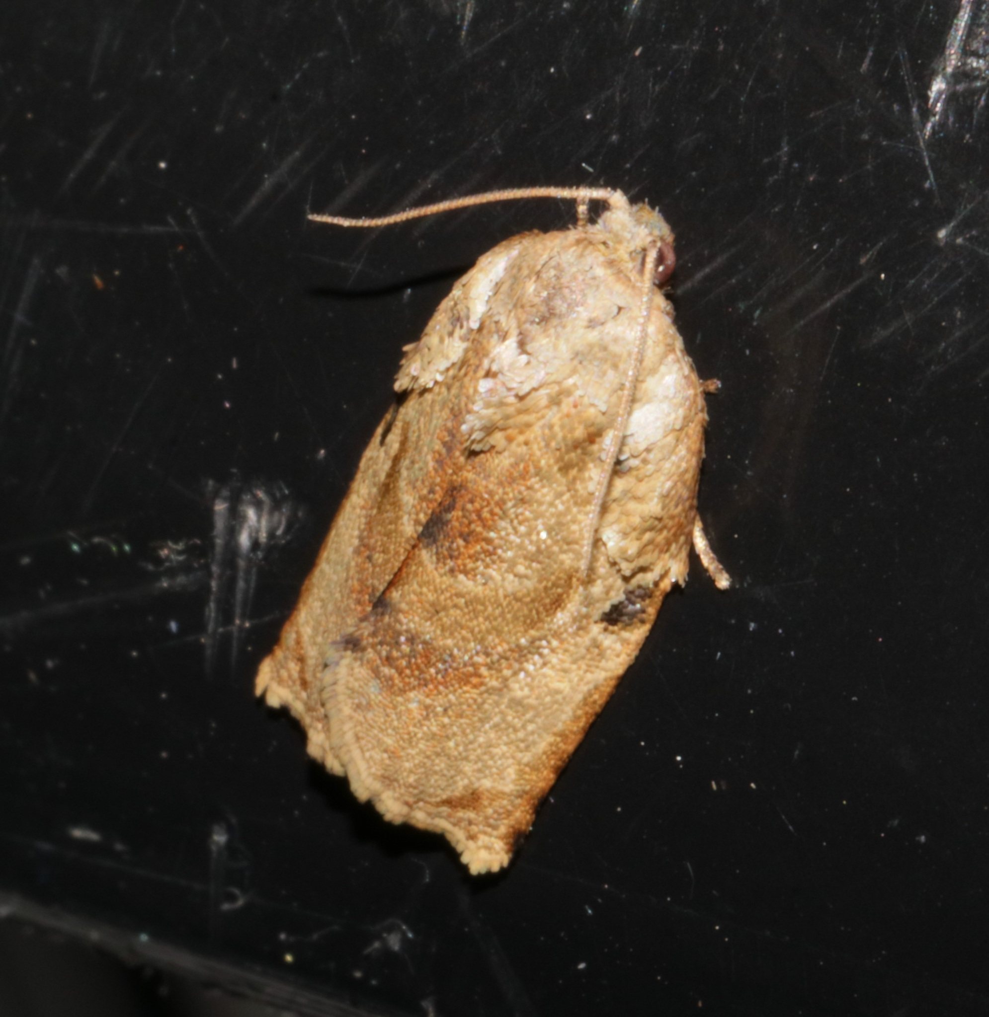 Homona coffearia