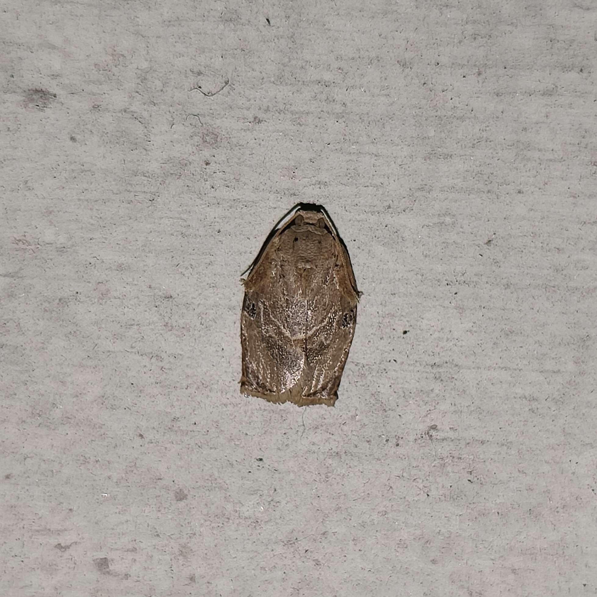 Homona coffearia