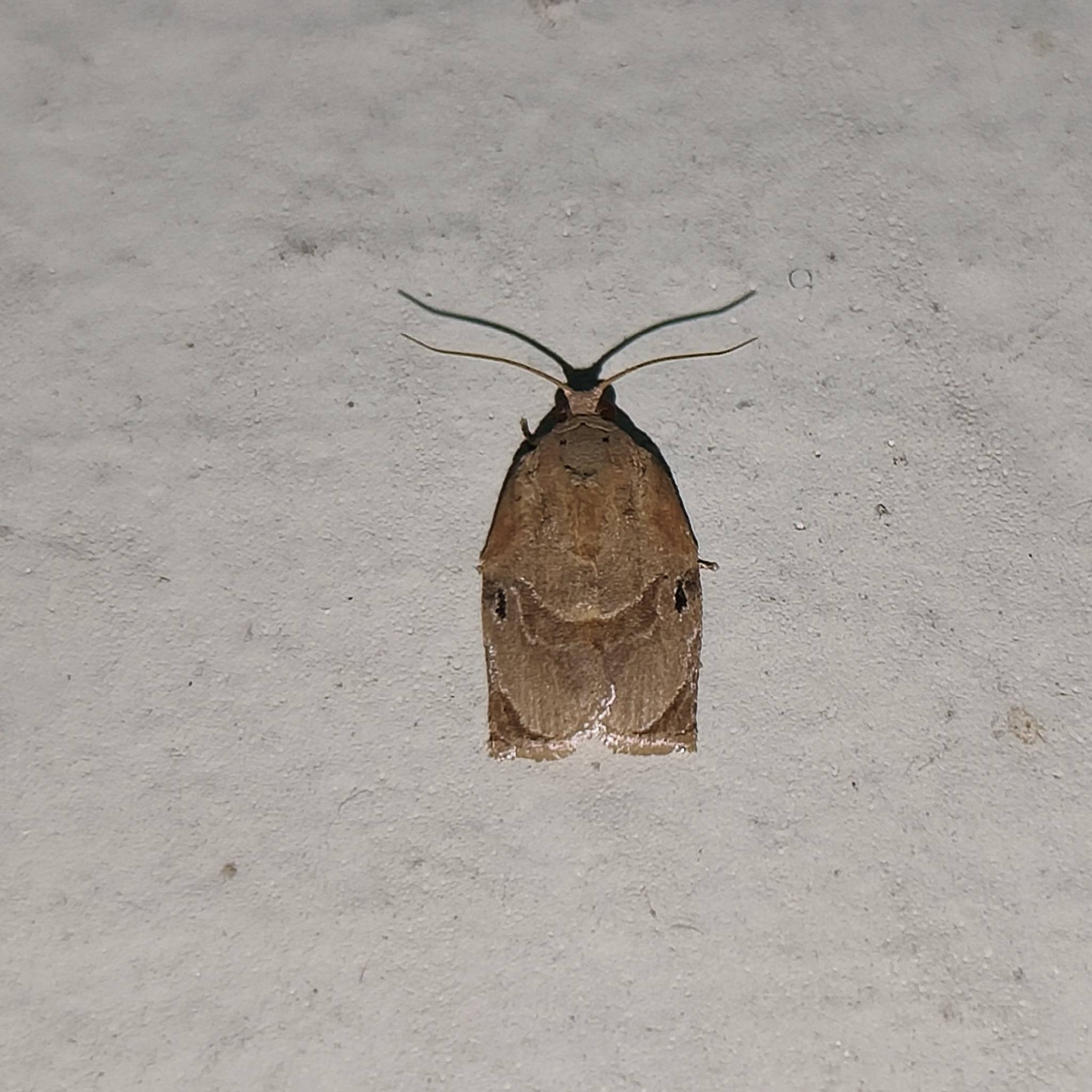 Homona coffearia