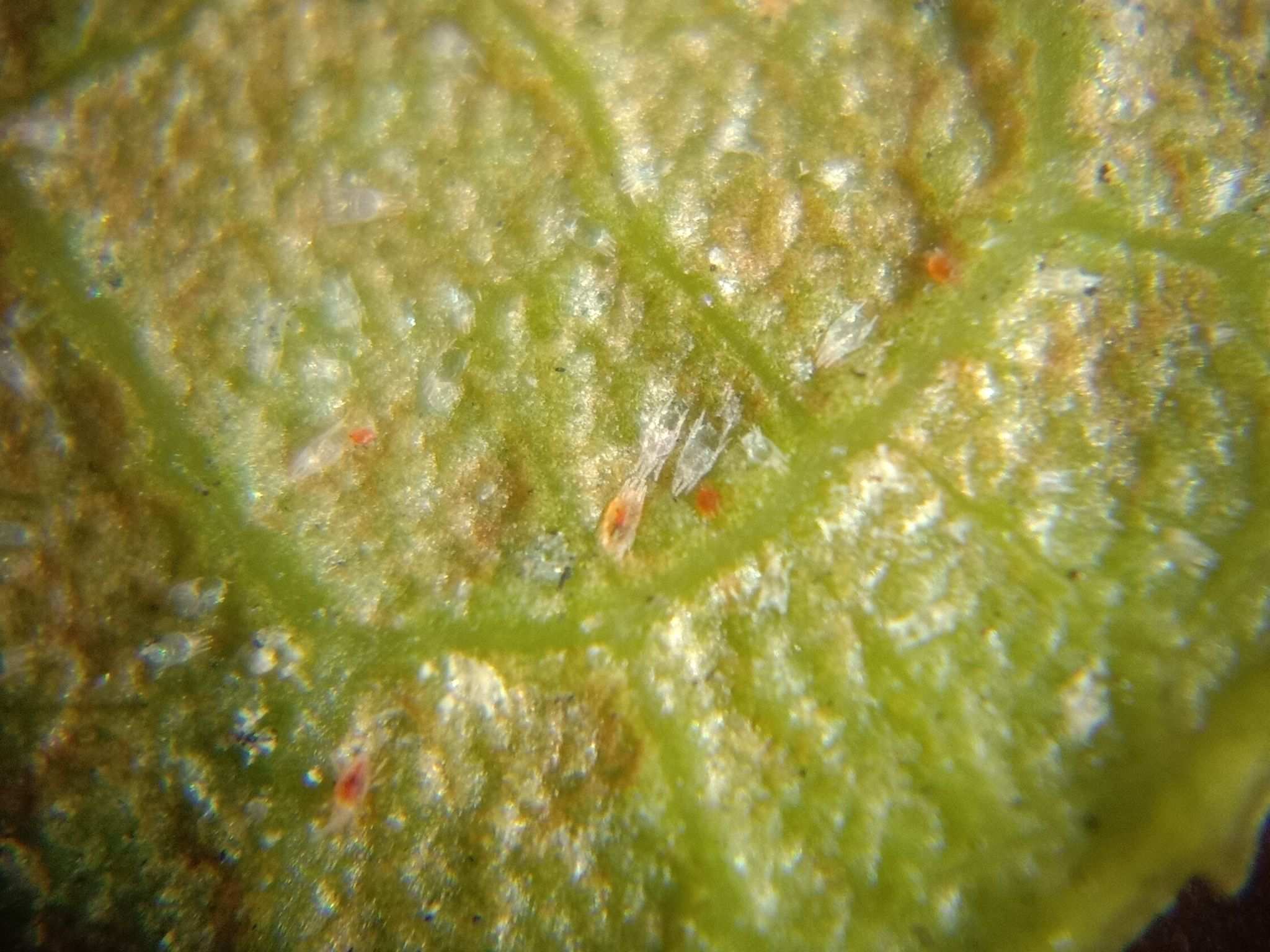 Brevipalpus obovatus